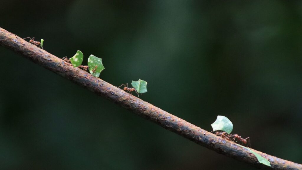 Como acabar com formiga nas plantas sem prejudicá-las