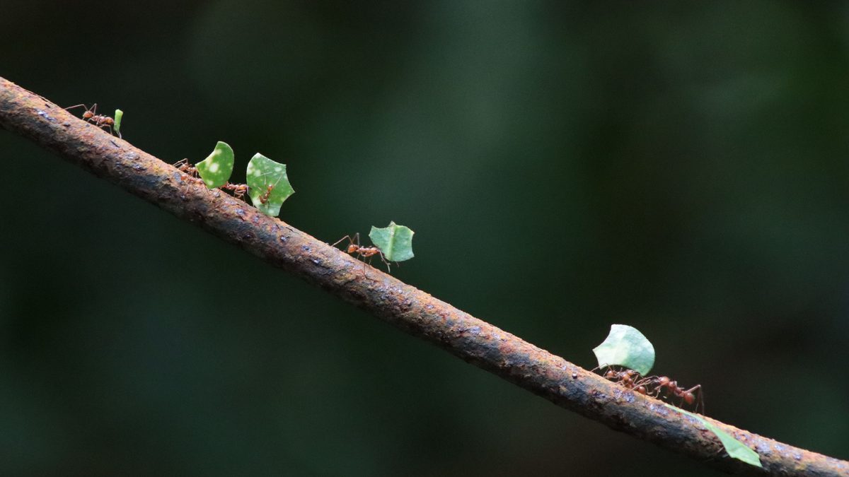 Como acabar com formiga nas plantas sem prejudicá-las
