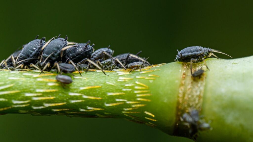 Como acabar com pulgão nas plantas: métodos seguros e eficazes