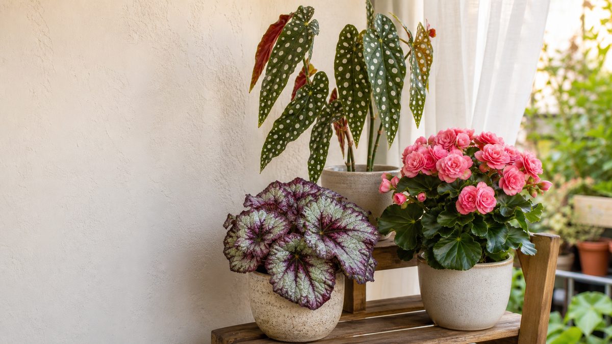 Como plantar e cuidar de begônia: luz, rega e floração
