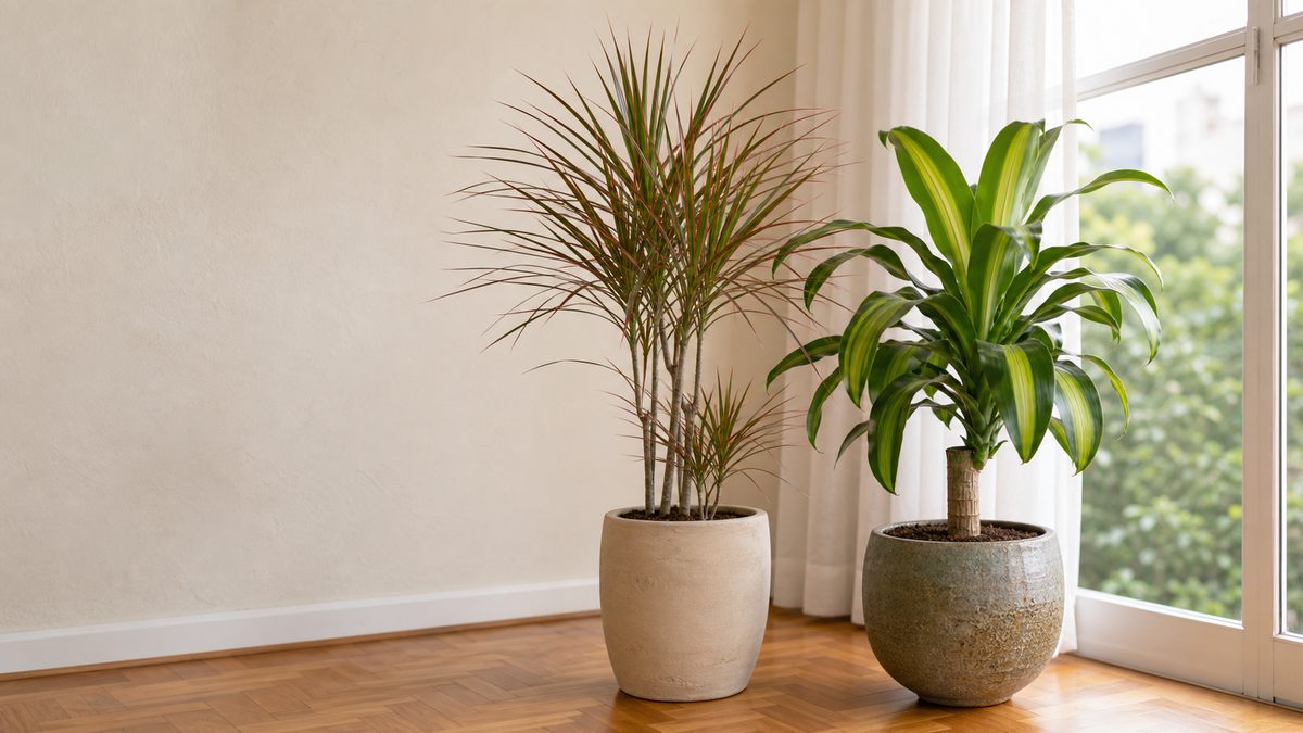 Como cuidar da dracena: luz, rega e poda