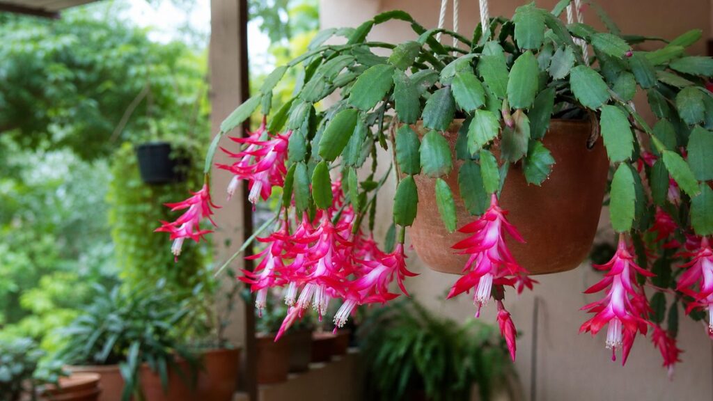 Como plantar flor-de-maio e estimular a floração