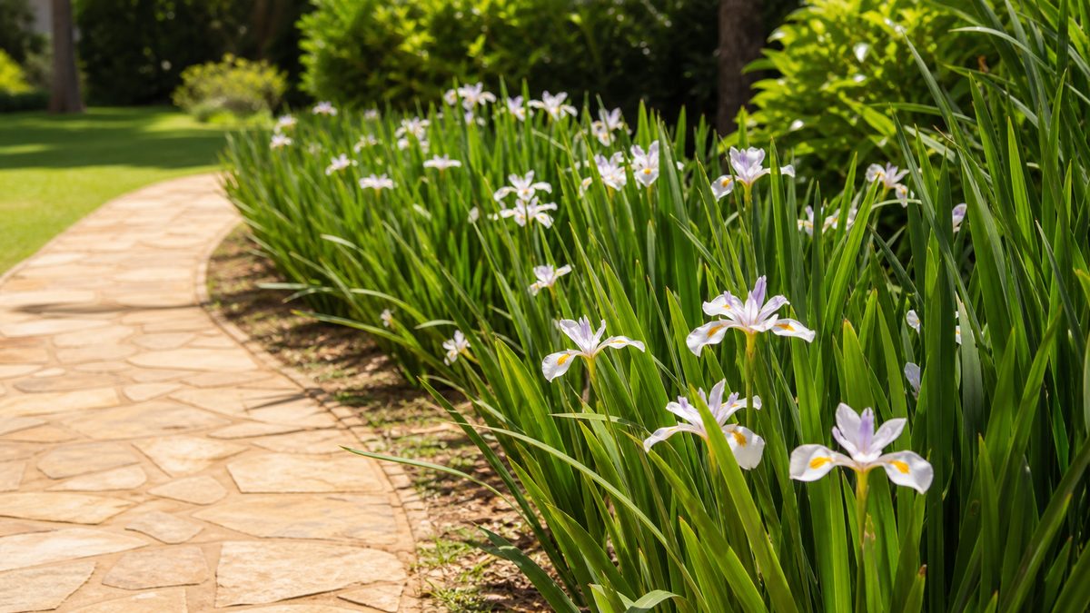 Como plantar moreia e cuidar da floração