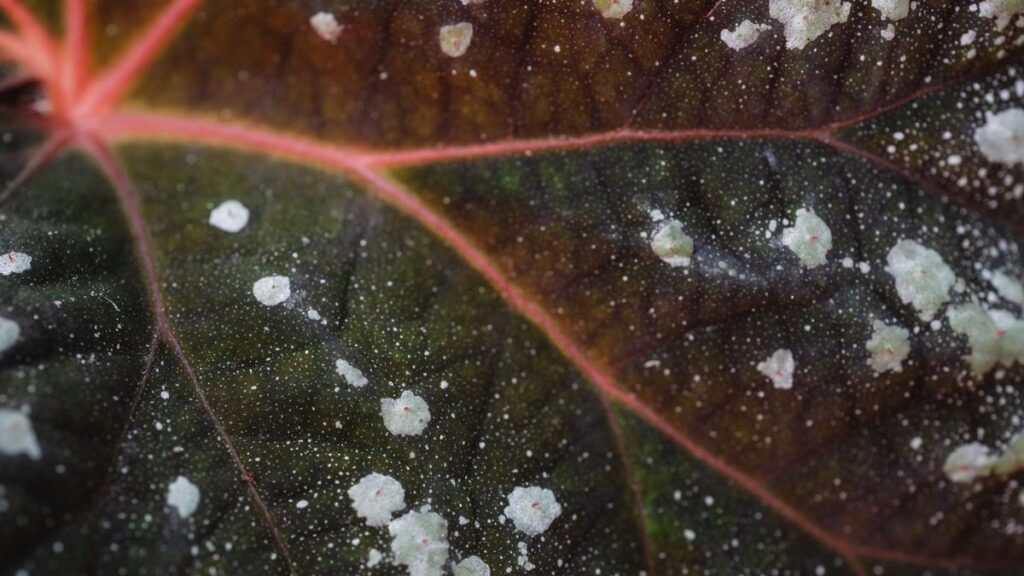 Como tratar fungos nas plantas e evitar novas infecções
