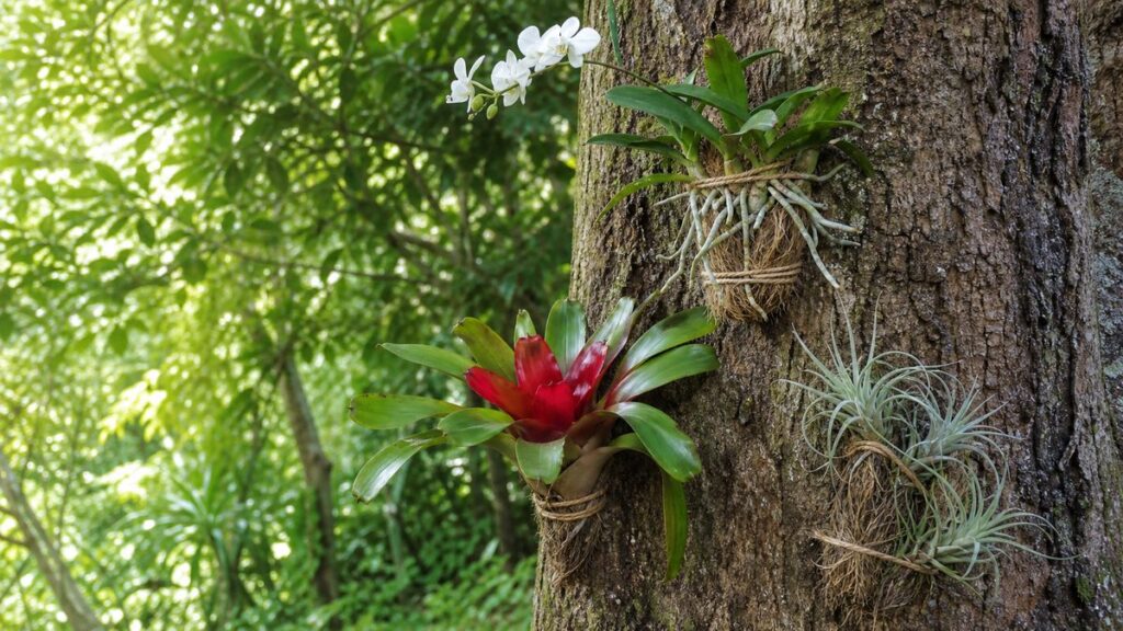 O que são plantas epífitas e plantas aéreas?