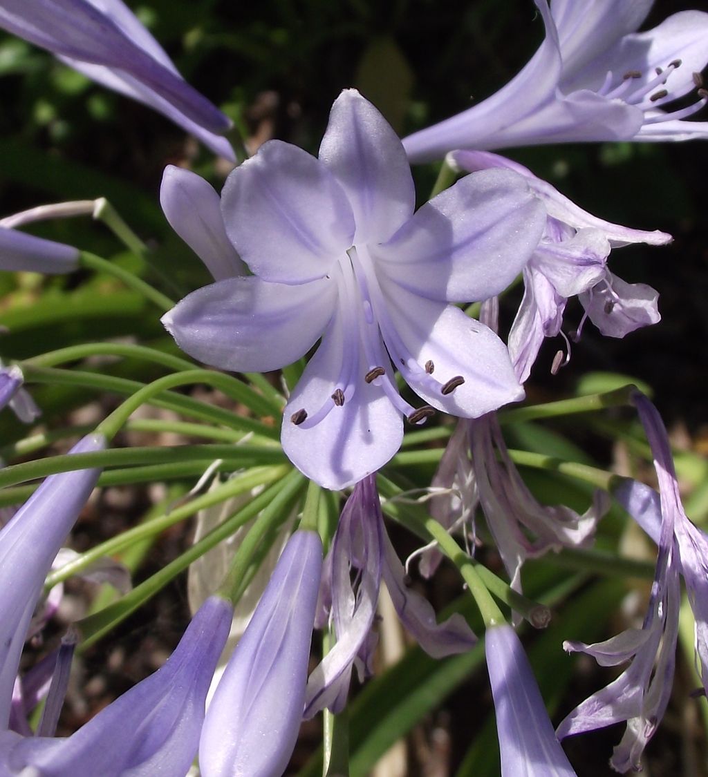 Inflorescência de agapanto com flores azul-arroxeadas em umbela