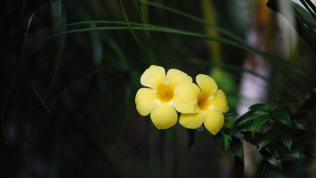 Alamanda: toxicidade, suporte e poda da trepadeira amarela