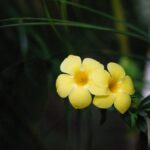 Alamanda: toxicidade, suporte e poda da trepadeira amarela