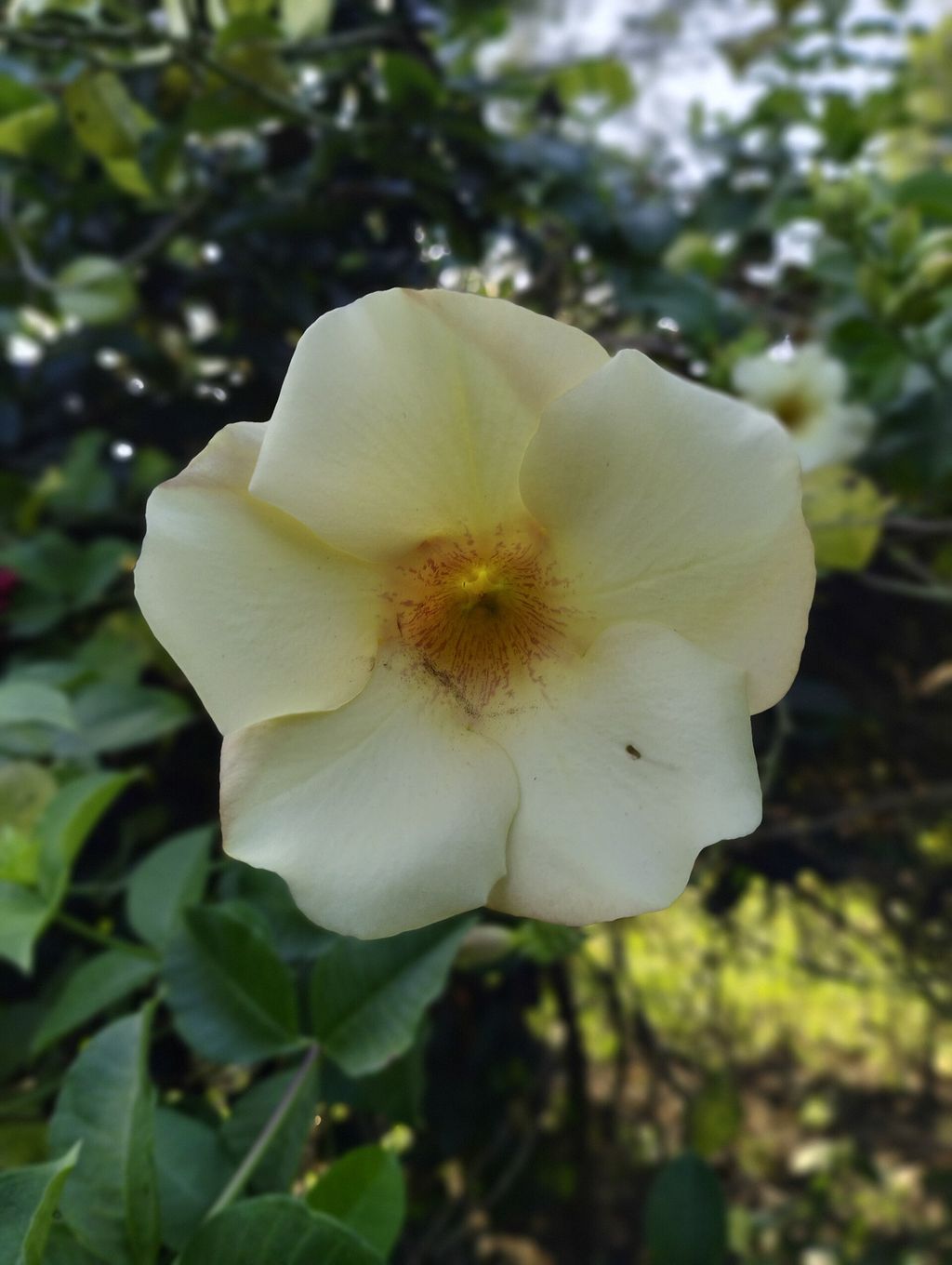 Flor de alamanda em forma de funil, com cinco lobos abertos
