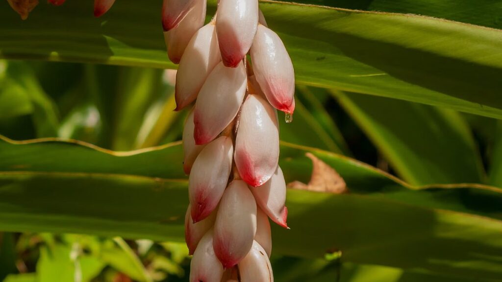 Como cuidar de alpínia, o gengibre ornamental do jardim