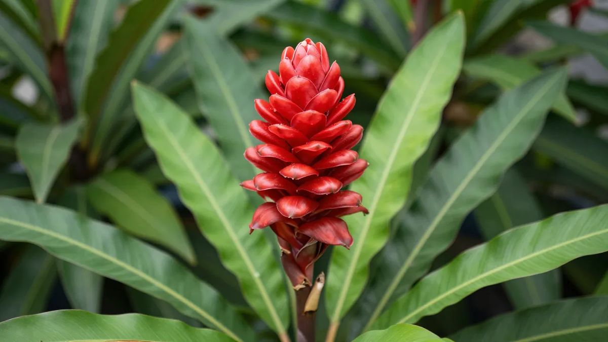 Bastão vermelho ereto da Alpinia purpurata entre folhas tropicais