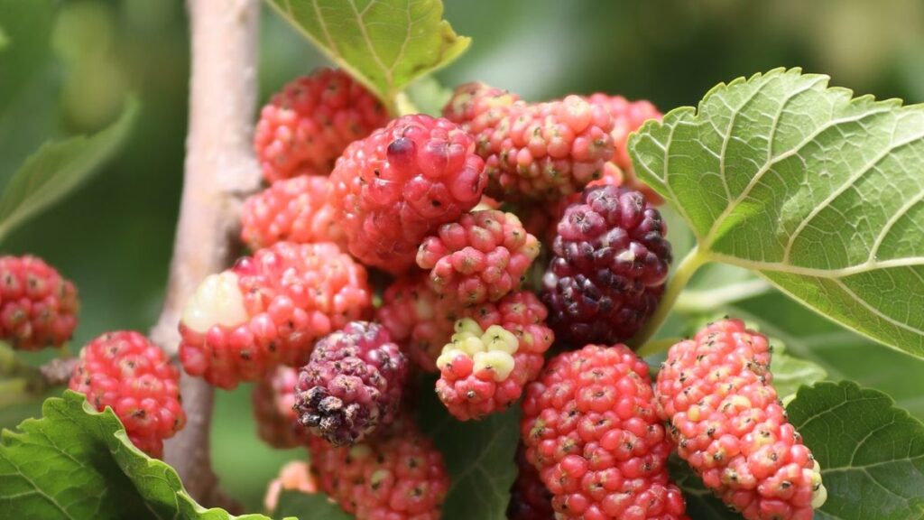 Amoreira: onde plantar, poda de contenção e a mancha da fruta