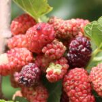 Amoreira: onde plantar, poda de contenção e a mancha da fruta