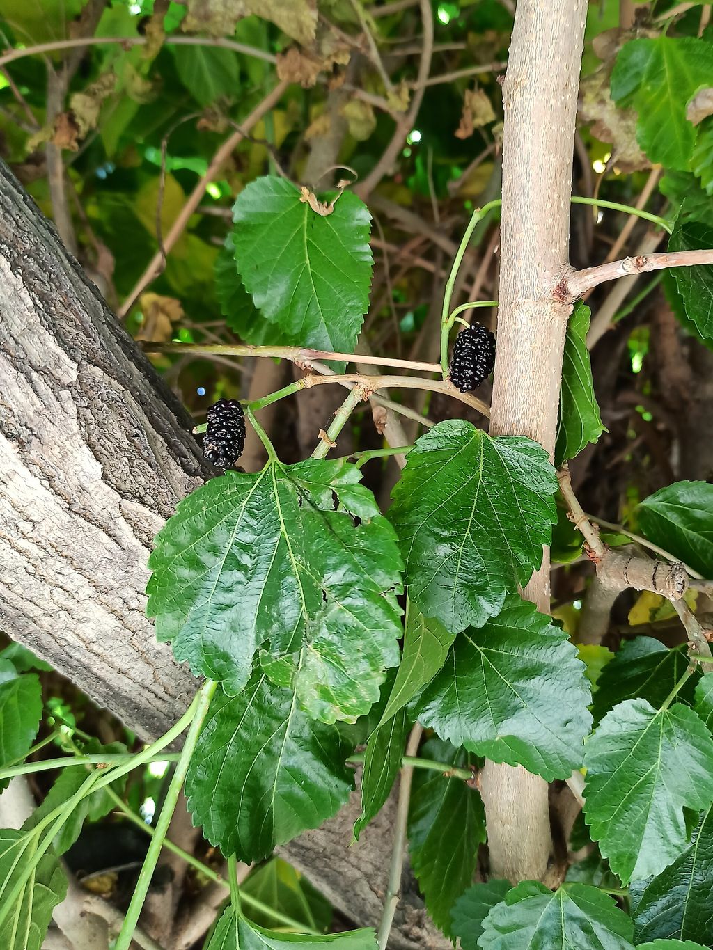 Ramo de amoreira com frutos maduros escuros e folhas serrilhadas