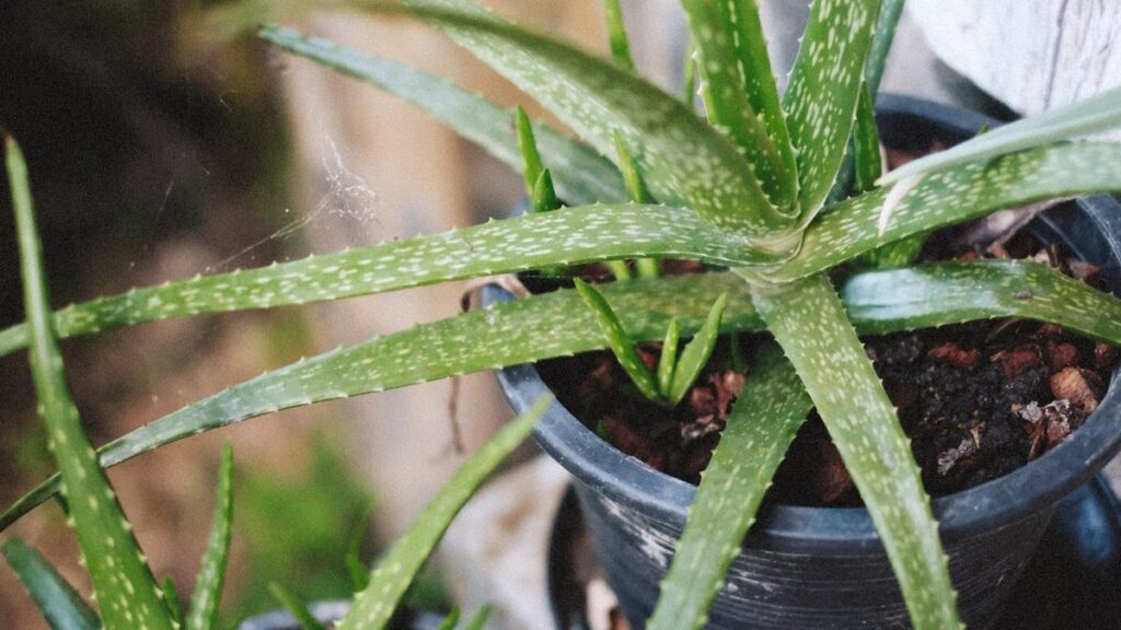 Babosa: cultivo da suculenta que também se chama aloe vera