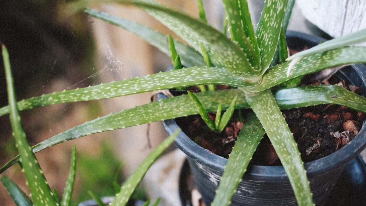 Babosa: cultivo da suculenta que também se chama aloe vera