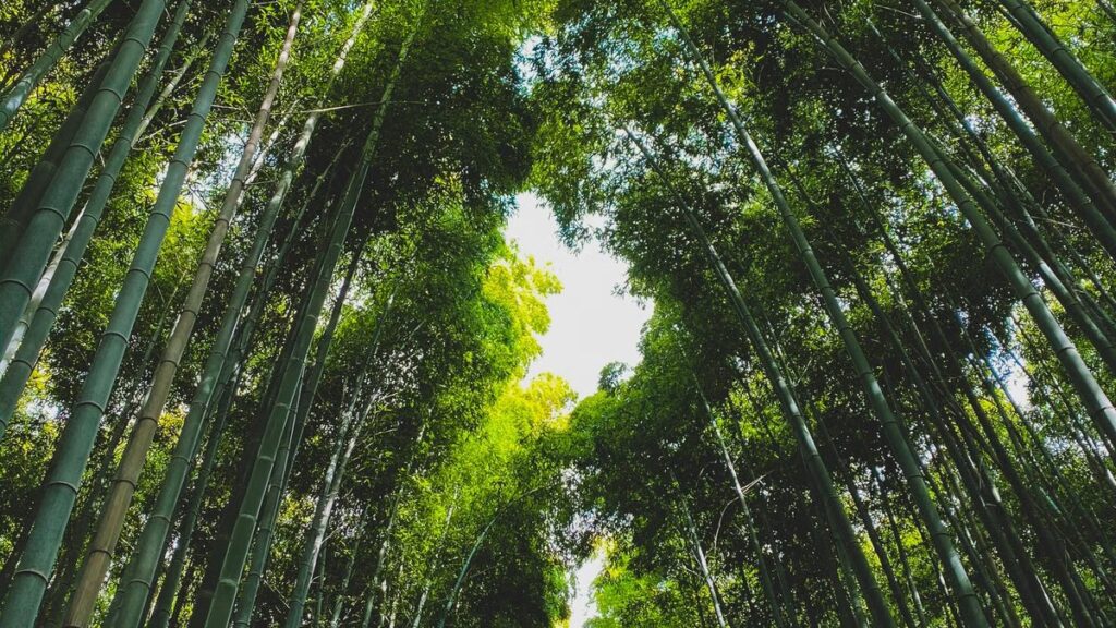 Bambu mossô: rizoma, porte e onde ele não cabe
