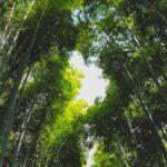 Bambu mossô: rizoma, porte e onde ele não cabe