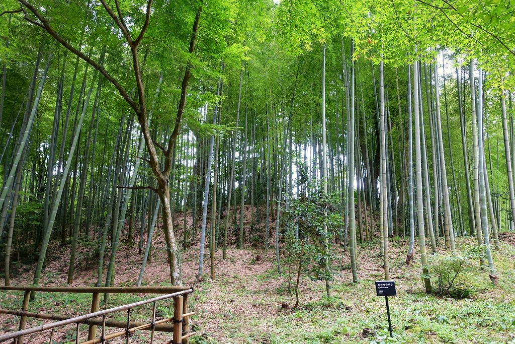 Bambuzal de mossô com colmos altos e retos, espaçados uns dos outros sobre solo limpo