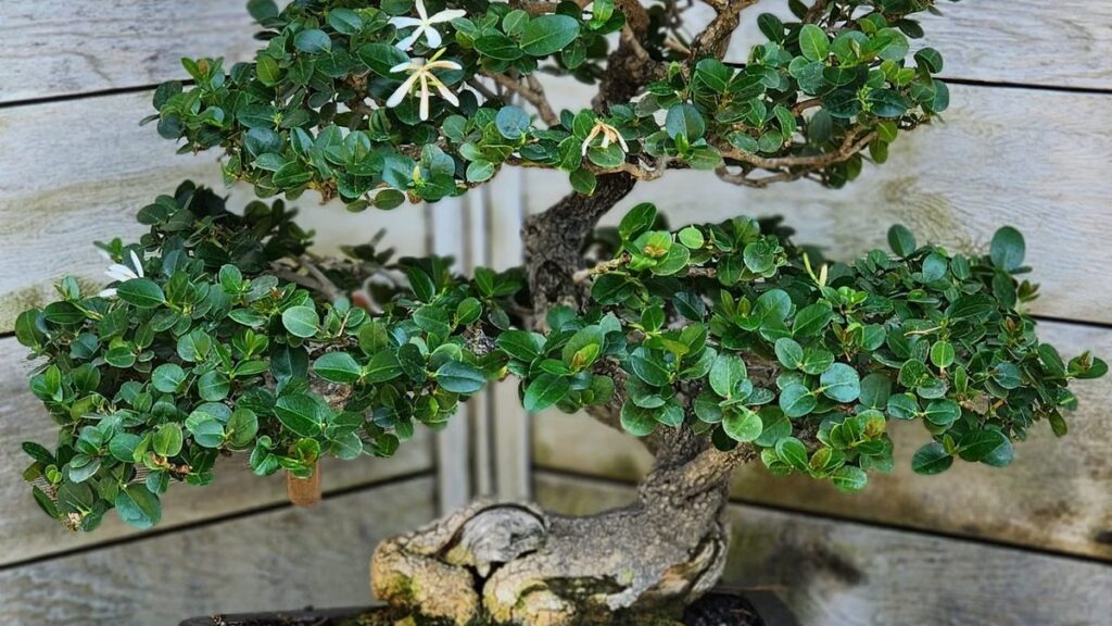 Bonsai: a técnica, o tempo real e por que a planta comprada morre
