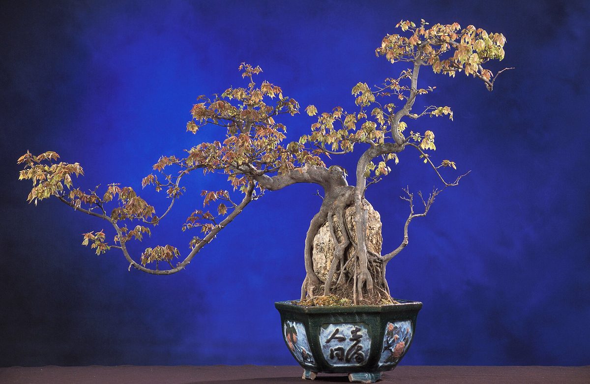 Bonsai de bordo-tridente conduzido sobre rocha, em bandeja rasa, com as raízes agarrando a pedra