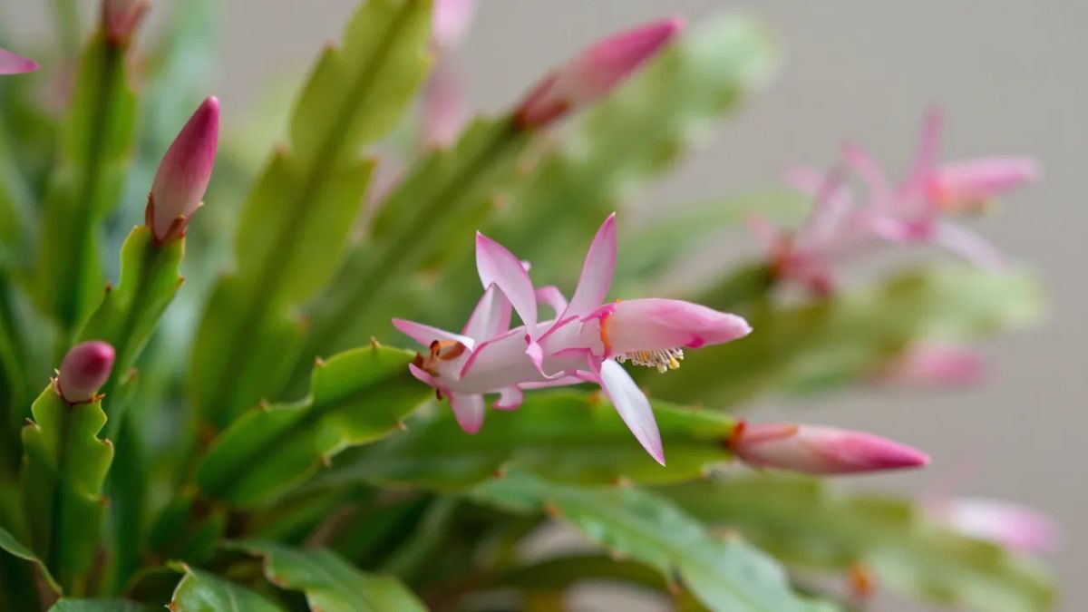 Botões de flor-de-maio se formando nas pontas dos segmentos achatados