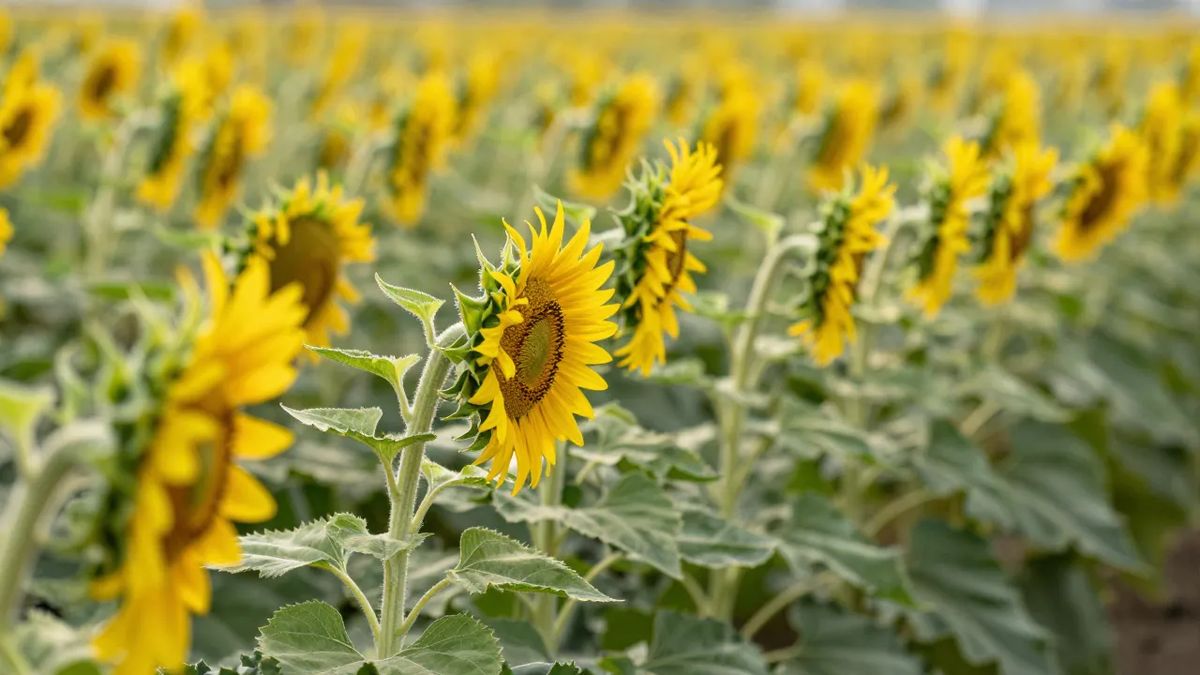 Botões jovens de girassol inclinados na direção do sol da manhã