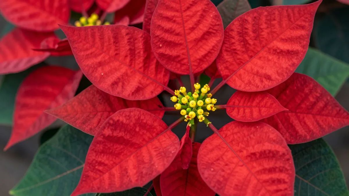 Brácteas vermelhas do bico-de-papagaio em close, com as flores miúdas amareladas no centro