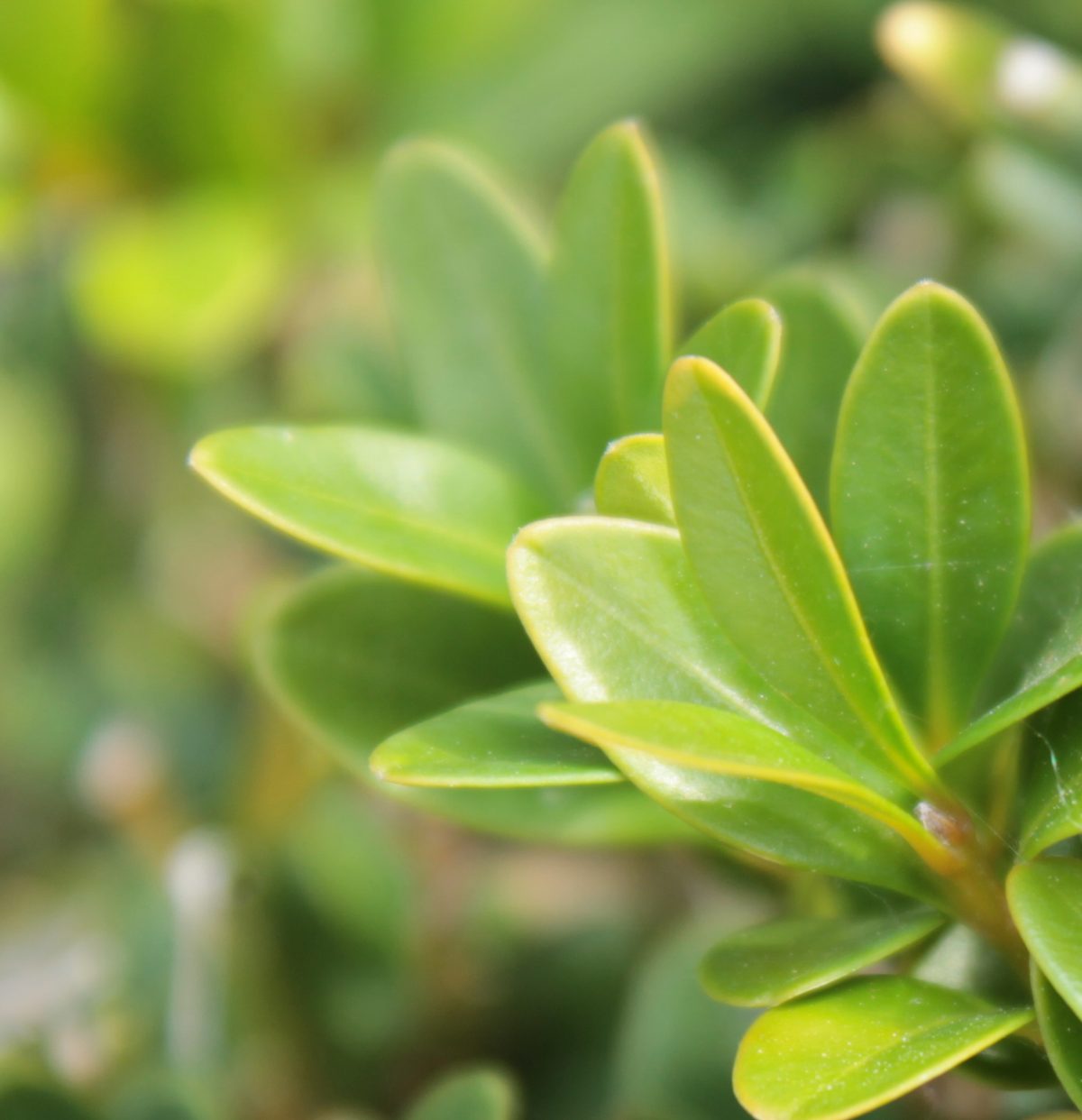 Ramo de Buxus sempervirens com folhas pequenas, ovais, de margem lisa e dispostas em pares opostos