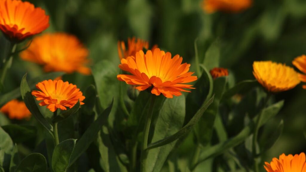 Calêndula: como plantar, manter a floração e usar as pétalas