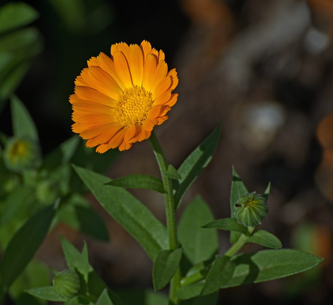 Capítulo de calêndula aberto em laranja, com as folhas alongadas e inteiras ao longo da haste