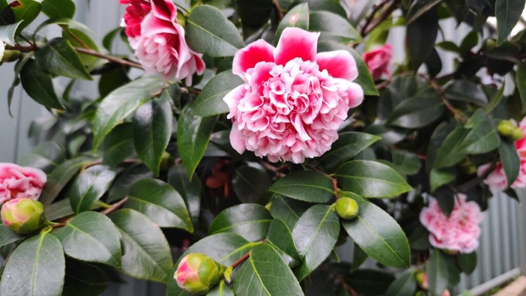 Camélia: solo ácido, meia sombra e floração de inverno