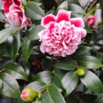 Camélia: solo ácido, meia sombra e floração de inverno