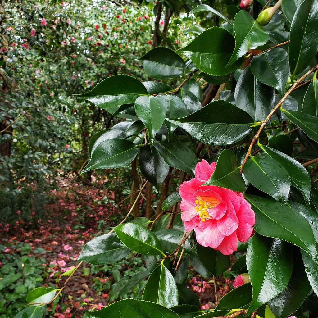 Flor rosa de camélia aberta entre folhas verde-escuras e brilhantes