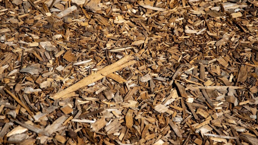 Casca de pinus: para que serve e como usar no vaso