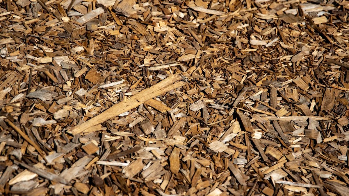 Casca de pinus: para que serve e como usar no vaso