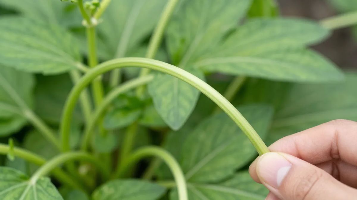 Caule verde, macio e flexível de planta herbácea sendo dobrado de leve