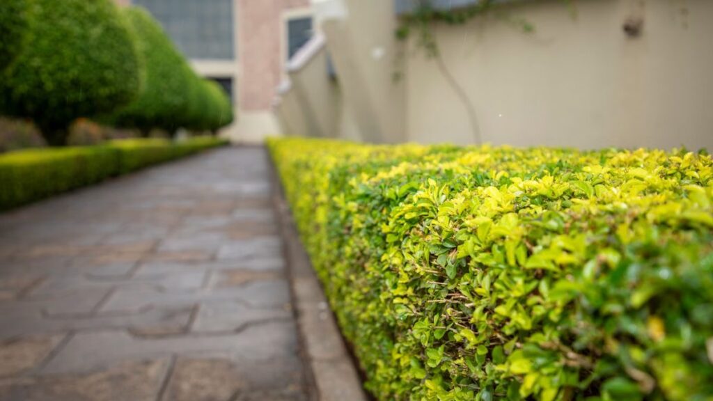 Cerca viva: escolha da espécie, poda e custo real