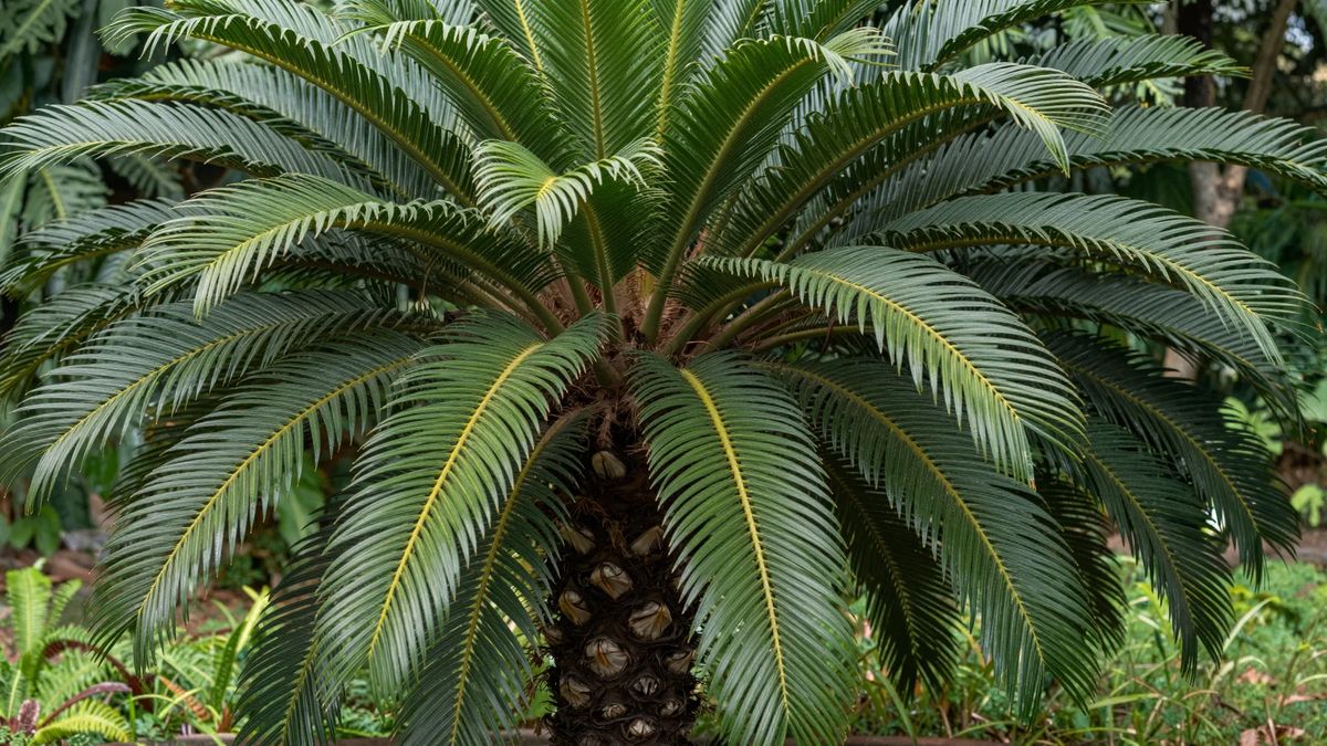 Cica adulta com o caule grosso coberto pelas bases foliares antigas e a coroa de folhas rígidas e pinadas