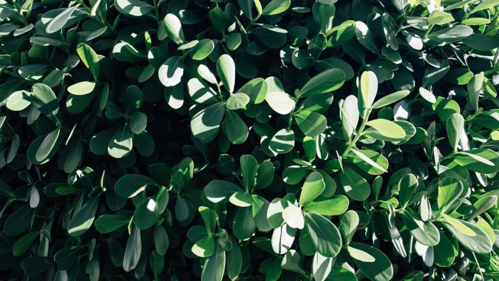Clusia: folha coriácea, sol, poda e cultivo em vaso