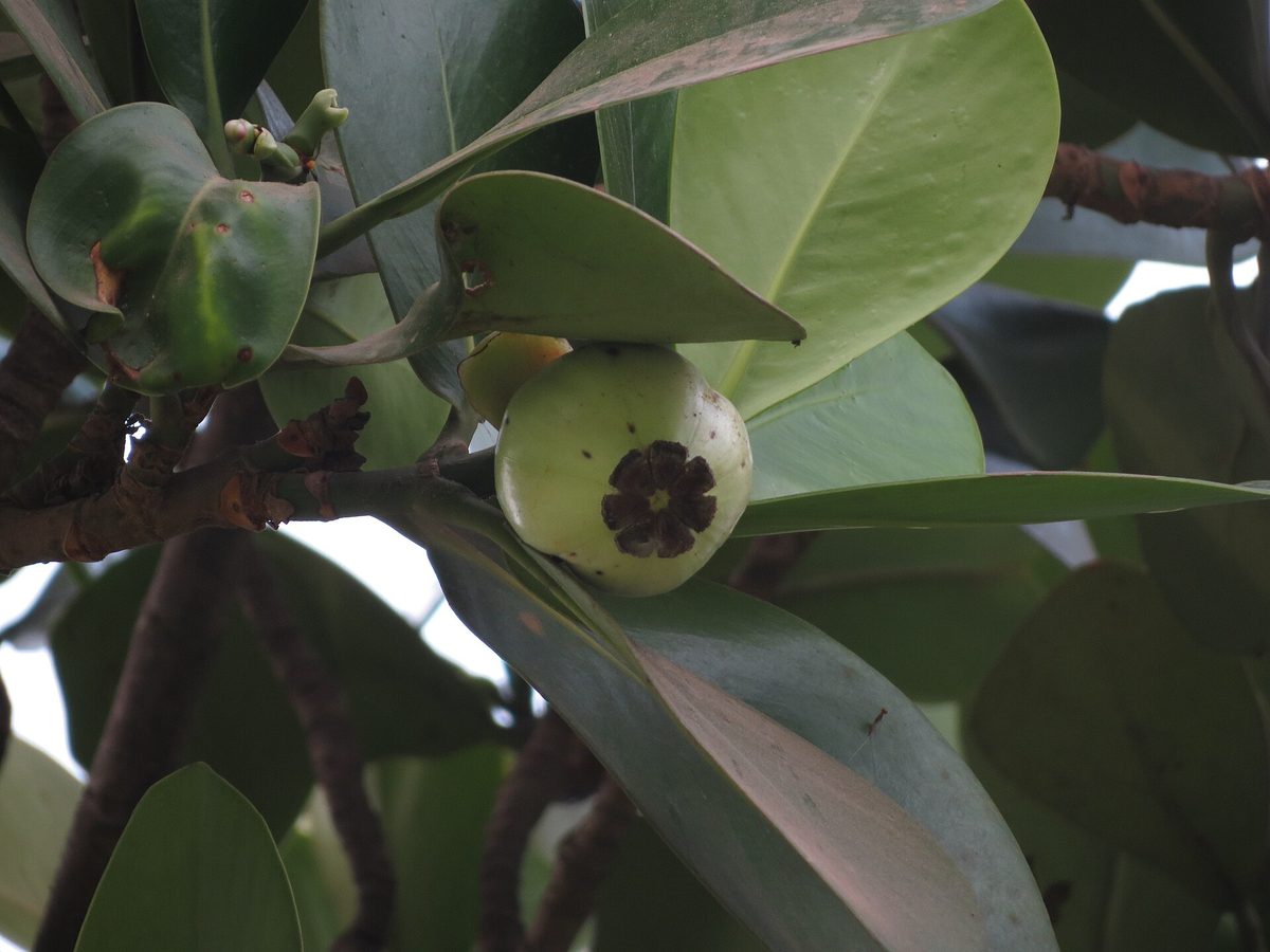 Folhas de clusia espessas, rígidas e lustrosas, com um fruto arredondado entre elas
