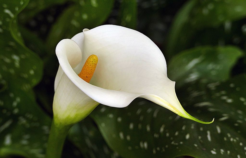 Flor de copo-de-leite branca com espádice amarelo ao centro