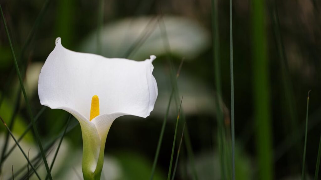 Copo de leite: a flor que gosta de solo encharcado