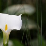 Copo de leite: a flor que gosta de solo encharcado