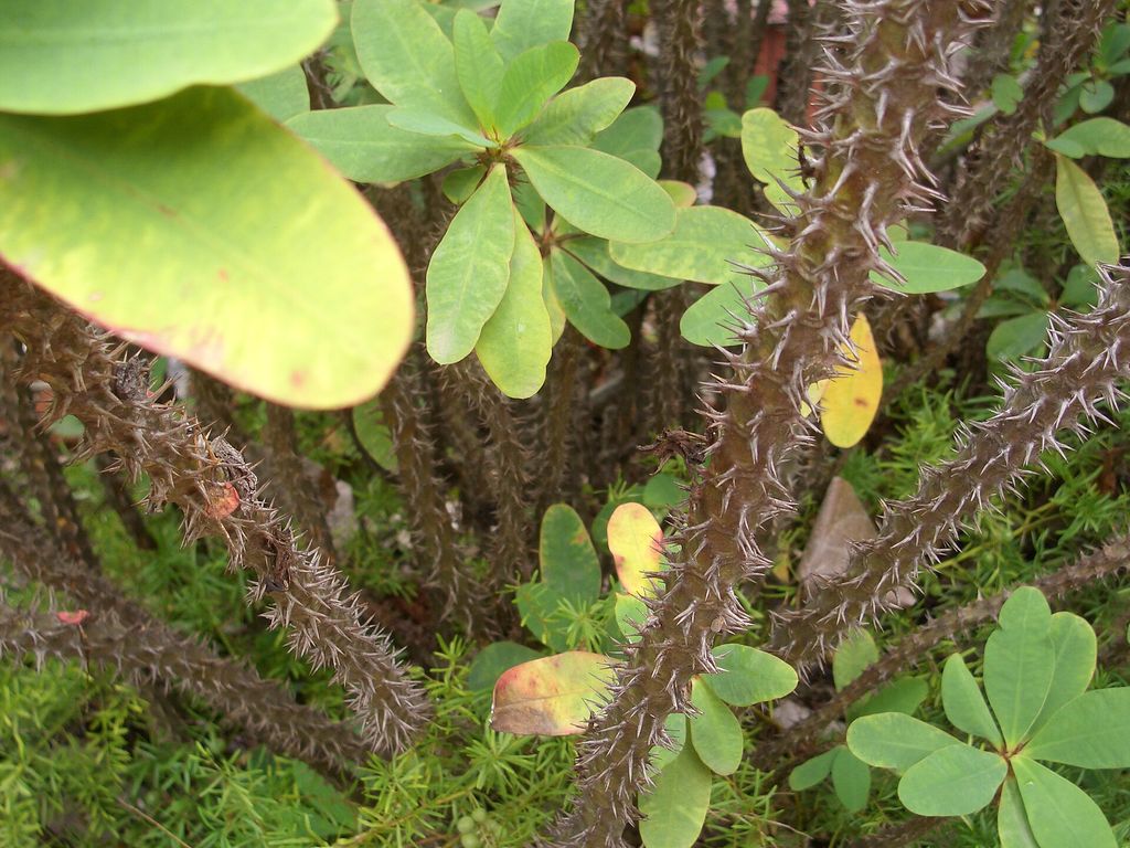 Caules de coroa-de-cristo cobertos de espinhos longos, com folhas verdes nas pontas