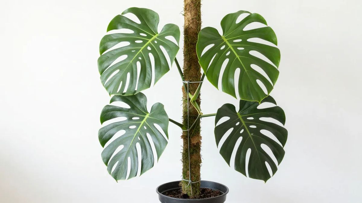 Costela-de-adão plantada em vaso com totem de fibra de coco