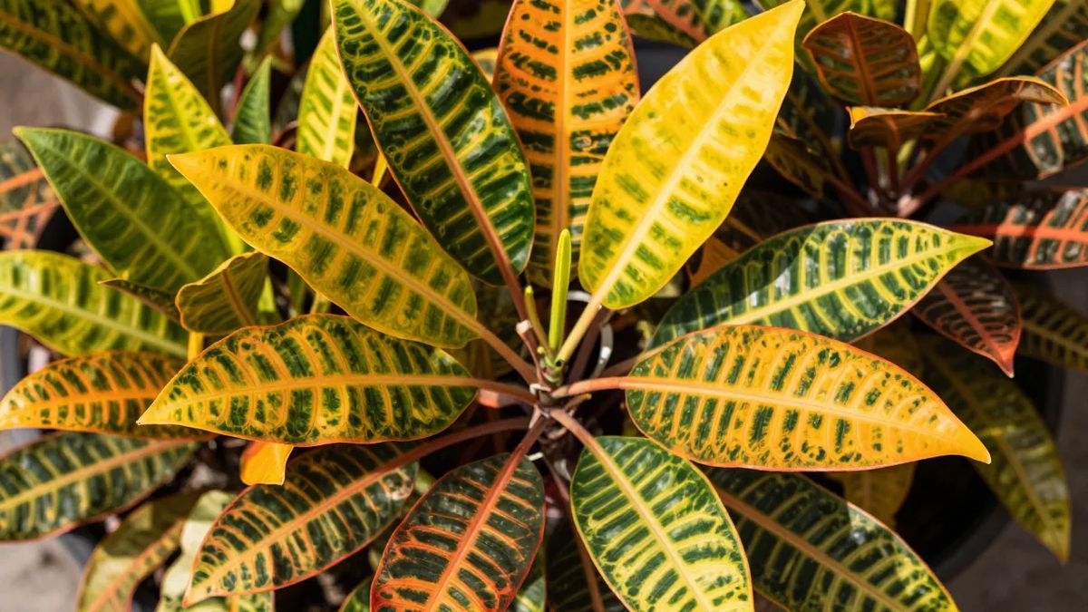 Cróton ao sol com folhas pintadas de amarelo, laranja, vermelho e verde