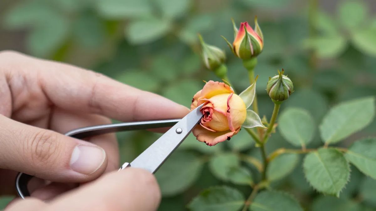 Corte da flor murcha da mini-roseira acima do primeiro par de folhas