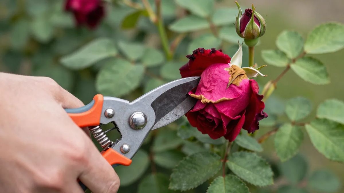 Corte da rosa vermelha murcha acima de folha completa de cinco folíolos