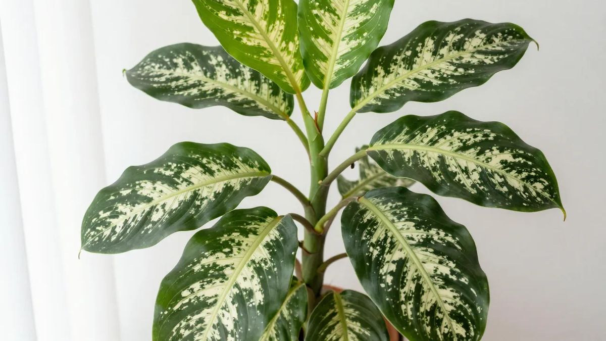 Comigo-ninguém-pode com folhas grandes verde-escuras salpicadas de creme, saindo de caule grosso
